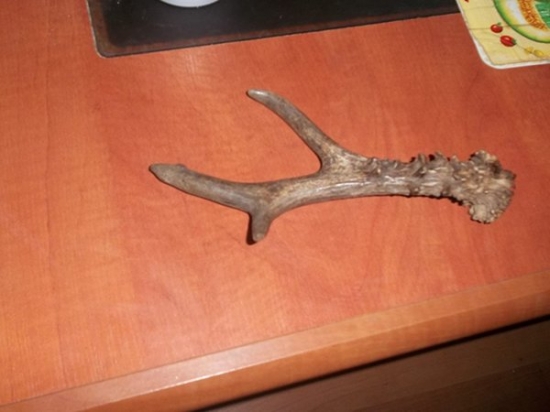 srnči zhod 2013-2014 foto č2