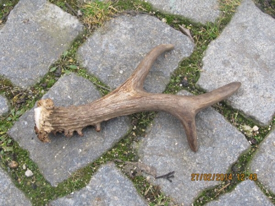 menši srnči 2 foto.č2