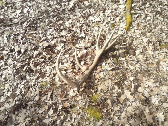 kamaraduv prvi letosni