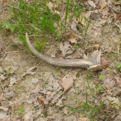 starši