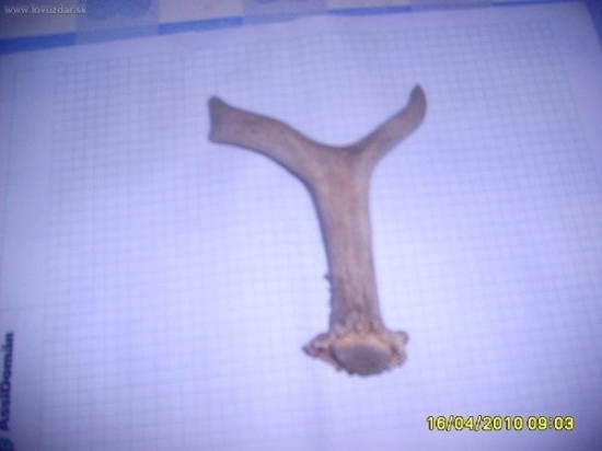 2 srnči s posledni doby