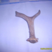 2 srnči s posledni doby