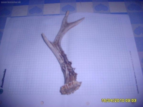 3srnči s posledni doby