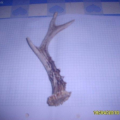 3srnči s posledni doby