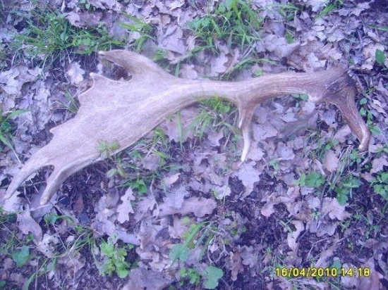 1 danči 2010 detail