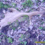 1 danči 2010 detail