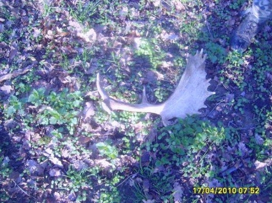 menči danči lopatka