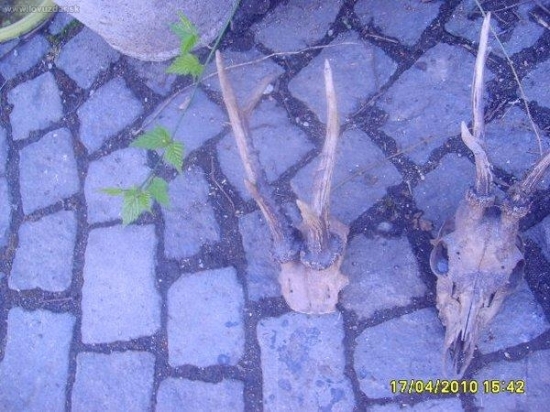 SRNČI POSLEDNI DOBA