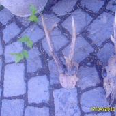 SRNČI POSLEDNI DOBA