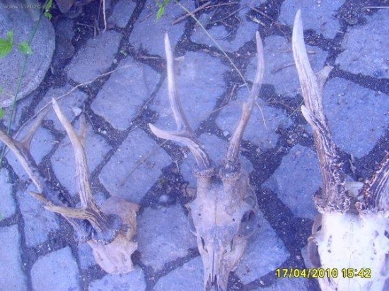 srnči posledni doba2