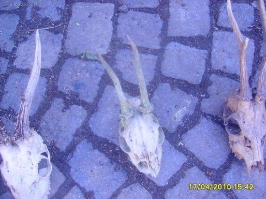 srnči s posledni doby 3