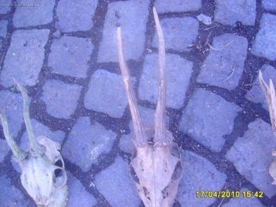 srnči s posledni doby 4