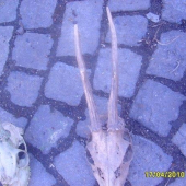srnči s posledni doby 4