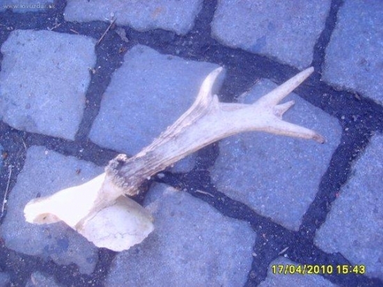 srnči s posledni doby foto č5