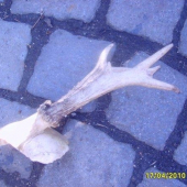 srnči s posledni doby foto č5