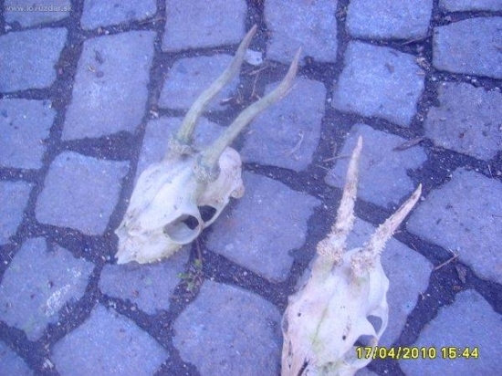 foto č6 srnči s posledni doby špičaci