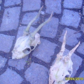 foto č6 srnči s posledni doby špičaci