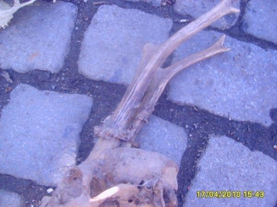 foto č 7 srnči s posledni doby