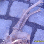 foto č 7 srnči s posledni doby