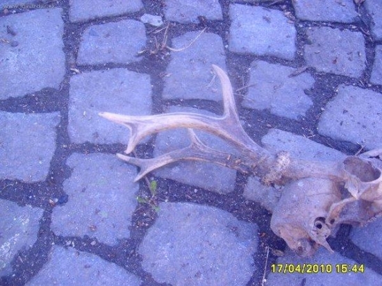 srnči s posledni doby foto č 8