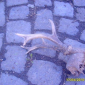 srnči s posledni doby foto č 8