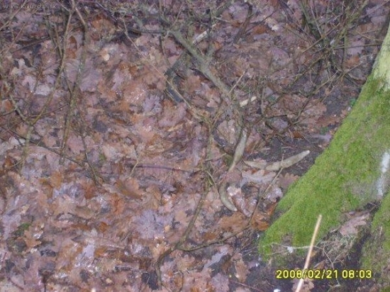 jeleni zhoz 10terak starši trošku zamaskovani zapomenuty