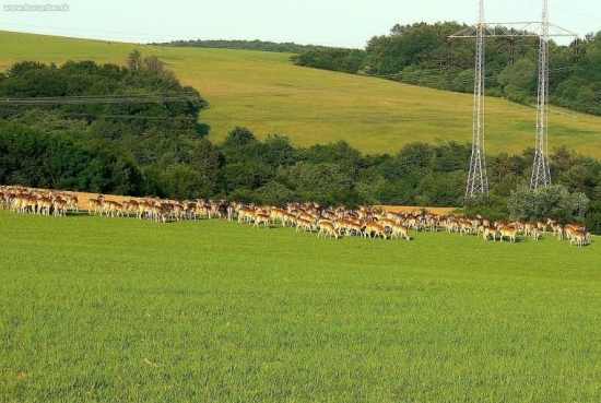 ..aké budú asi tento rok škody??