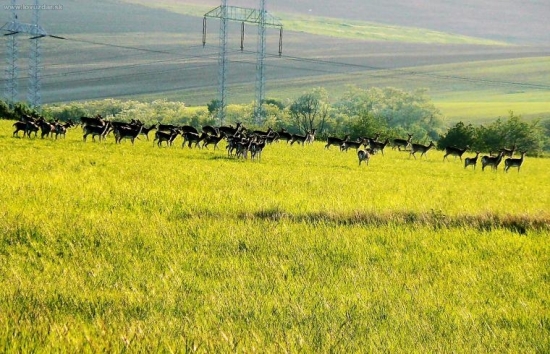 Čreda ,,holej,, v protisvetle