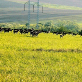 Čreda ,,holej,, v protisvetle