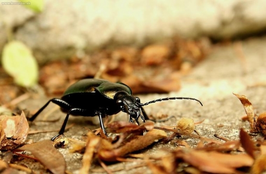 Učím sa fotiť makro..