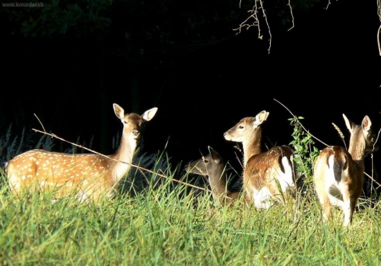 ,,Pozor fotí nás,,