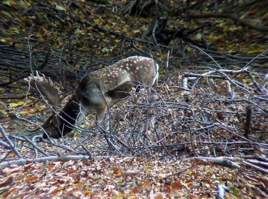 ,,Asi bol veľmi smädný,, ;O)
