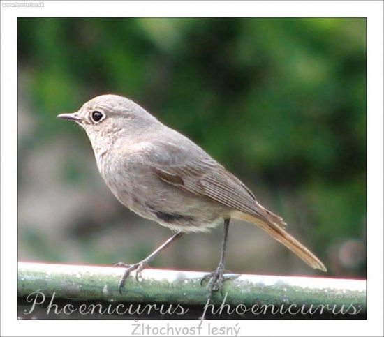 Samička žltochvosta