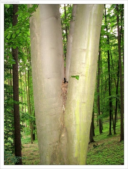 Hniezdo v bezpečí