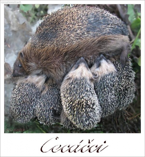 Cecáčci