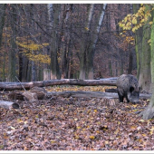 Večera na žaluďoch
