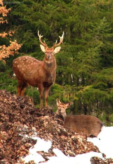 Cervus nipon hortulorum