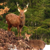 Cervus nipon hortulorum