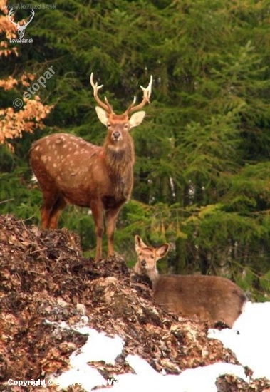 Cervus nipon hortulorum