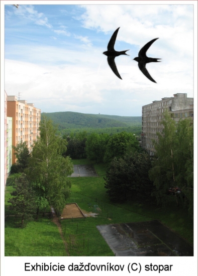 Exhibície  dažďovníkov