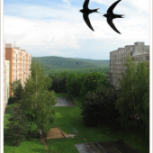 Exhibície  dažďovníkov