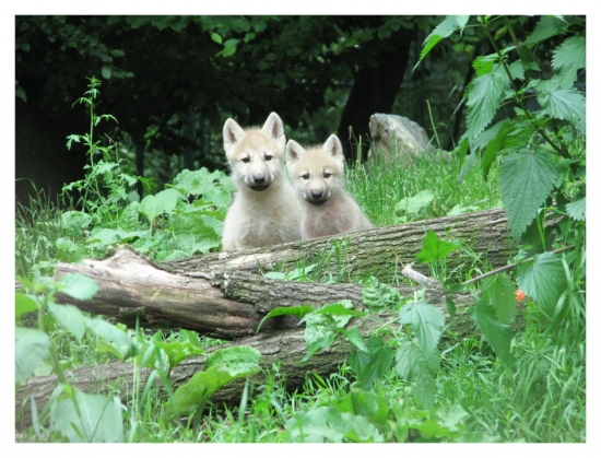 ČAKÁME NA KARKULKU