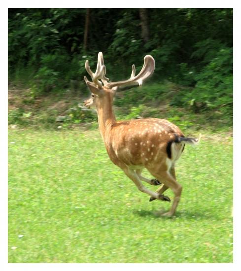Útek
