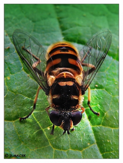 Trúdovka kvetinová