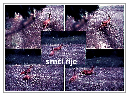 Srnčí říje