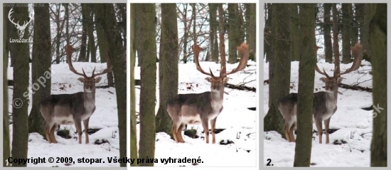 Keď kmene clonia