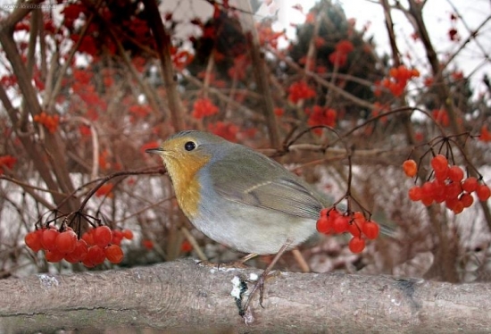Červienka v hojnosti