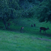 vzájomné spolužitie