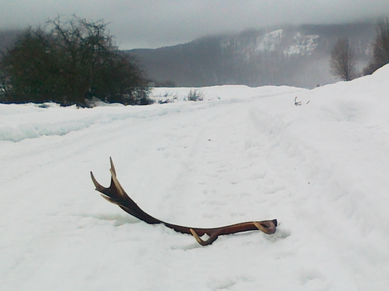 Prvý tohtoročný 1/2013