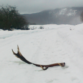 Prvý tohtoročný 1/2013